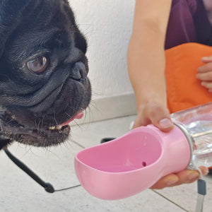 pug drinking from a pink portable dog water bottle